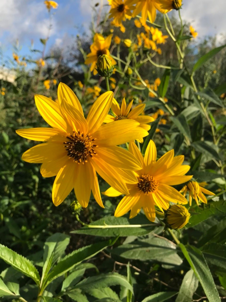 Lecciones de vida de una flor amarilla