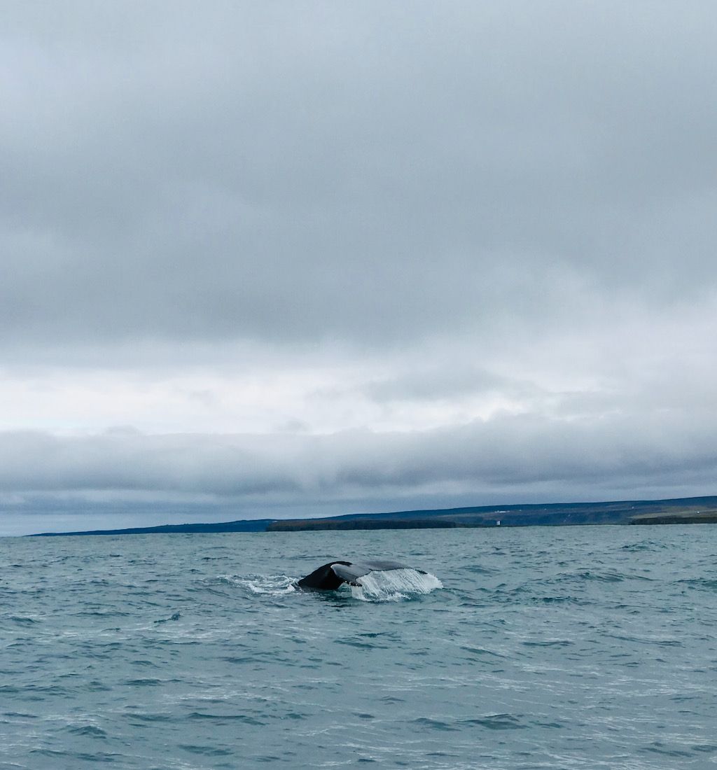 Húsavík ballenas Islandia
