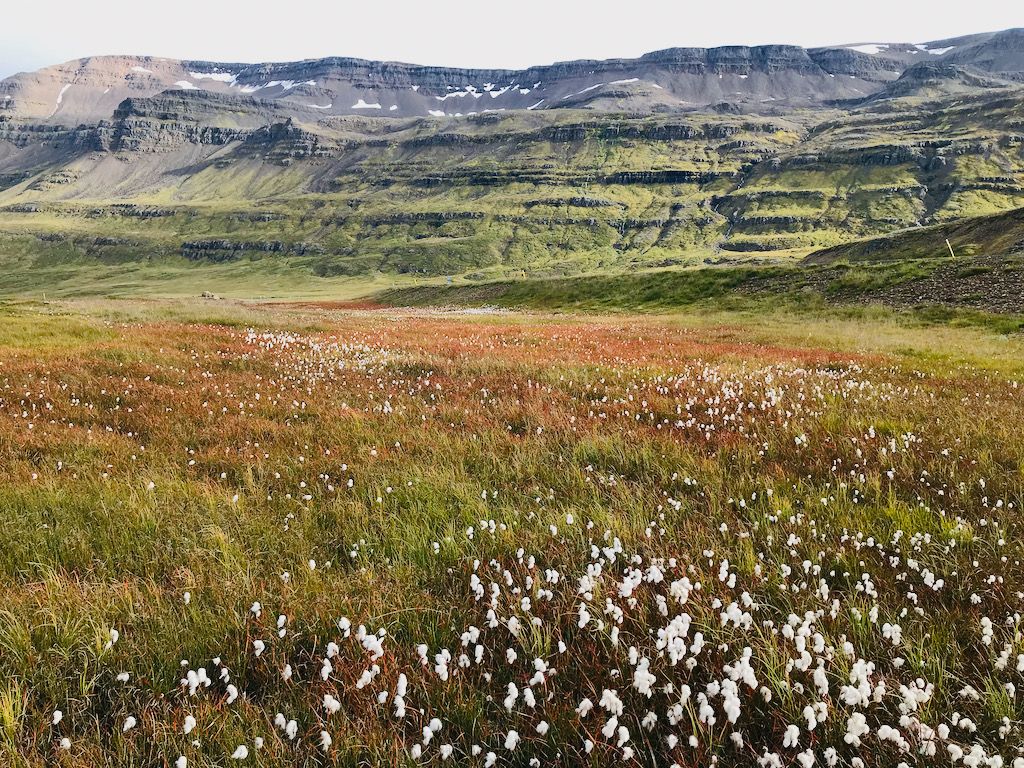 Campo de algodón en región Seyðisfjörður