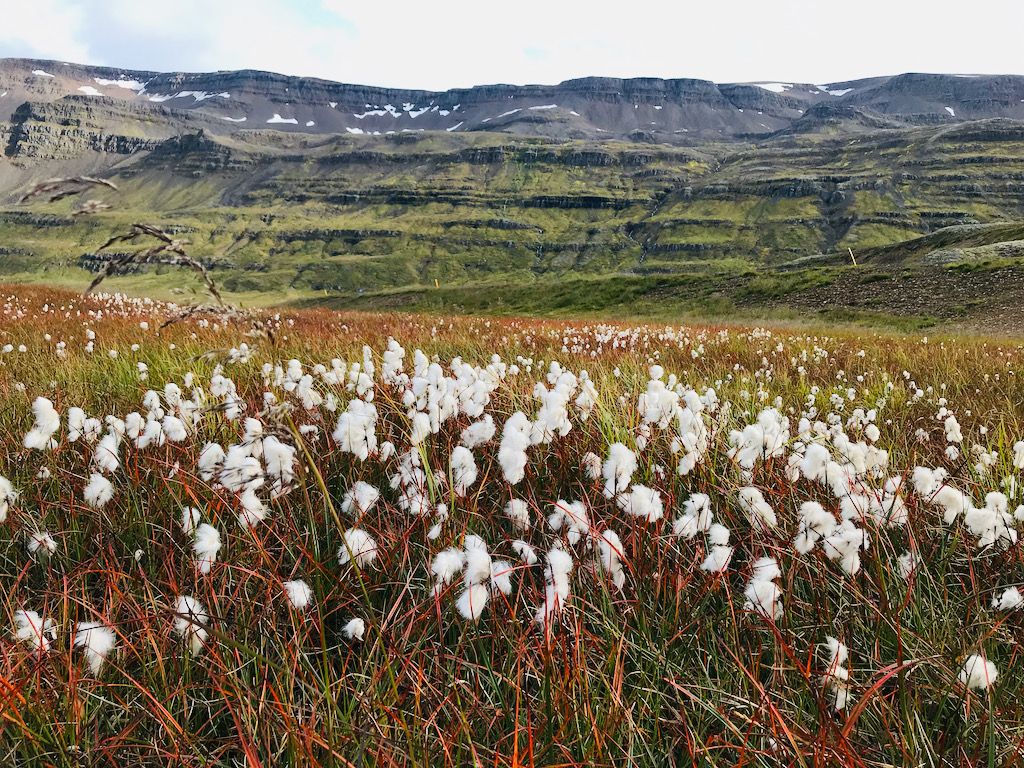 Campo de algodón en región Seyðisfjörður