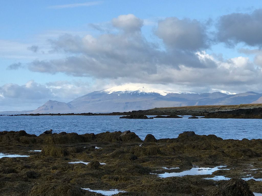 Ver focas en Ytri Tunga, Islandia