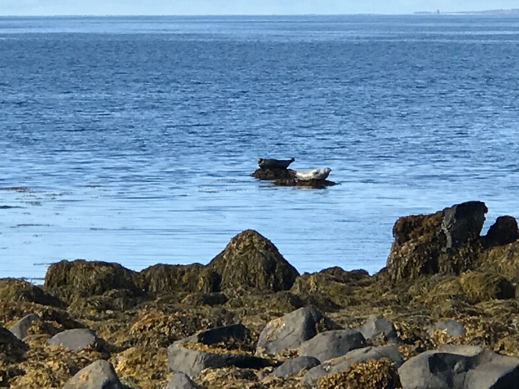 Ver focas en Ytri Tunga, Islandia
